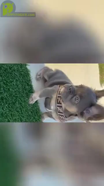Video preview image #4 French Bulldog Puppy For Sale in LEANDER, TX, USA