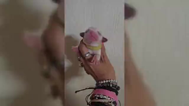 Video preview image #2 Aussalier Puppy For Sale in DECATUR, IL, USA