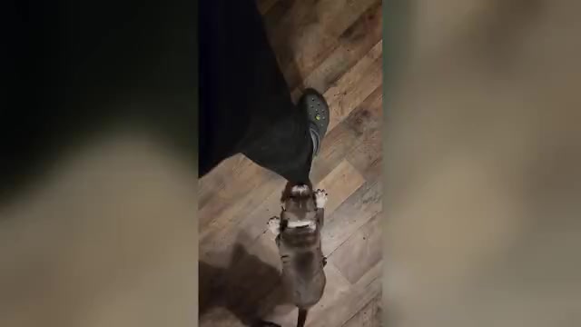 Video preview image #5 American Bully Puppy For Sale in HARRISBURG, PA, USA