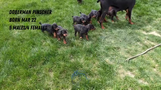 Video preview image #5 Doberman Pinscher Puppy For Sale in GOSHEN, IN, USA