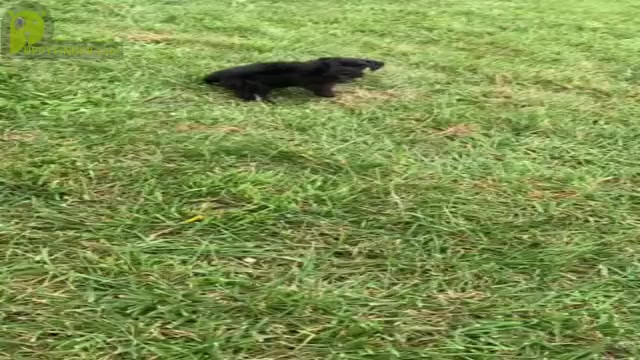 Video preview image #12 Schnauzer (Miniature) Puppy For Sale in WARSAW, IN, USA