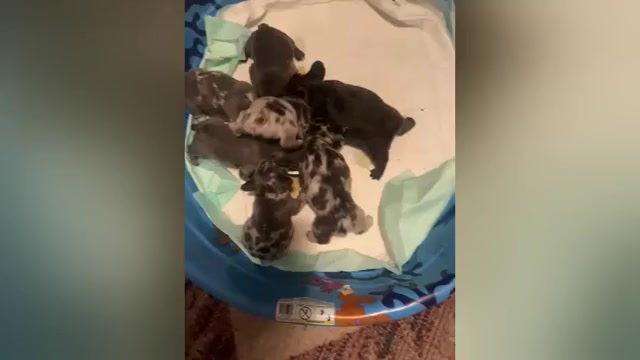 Video preview image #1 French Bulldog Puppy For Sale in BEREA, KY, USA