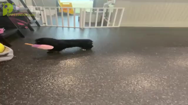Video preview image #4 Cocker Spaniel Puppy For Sale in WARSAW, IN, USA