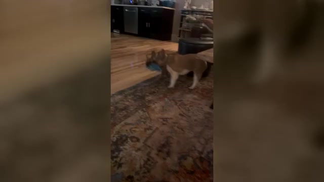 Video preview image #1 French Bulldog Puppy For Sale in GREENVILLE, SC, USA