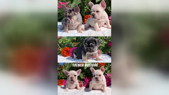 Video preview image #8  Breeder Profile in GOSHEN, IN, USA