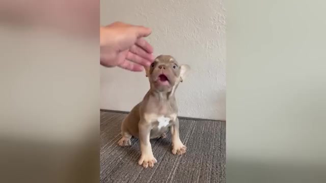 Video preview image #2 French Bulldog Puppy For Sale in CHARLOTTE, NC, USA