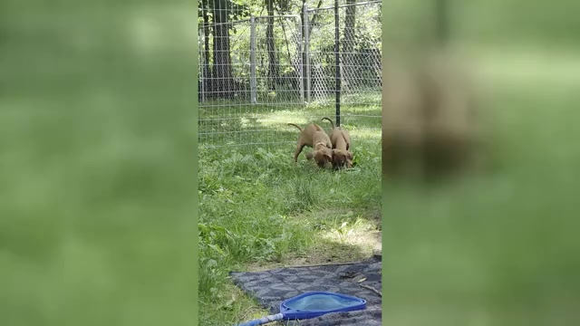 Video preview image #3 Rhodesian Ridgeback Puppy For Sale in YOUNGWOOD, PA, USA