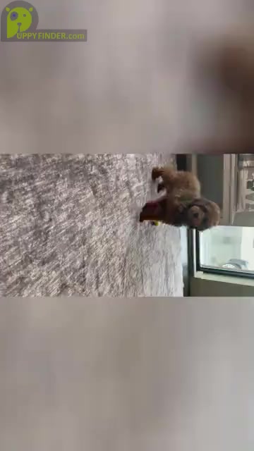 Video preview image #25 Poodle (Miniature) Puppy For Sale in WARSAW, IN, USA