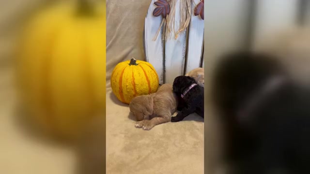 Video preview image #3 Goldendoodle Puppy For Sale in RED OAK, TX, USA