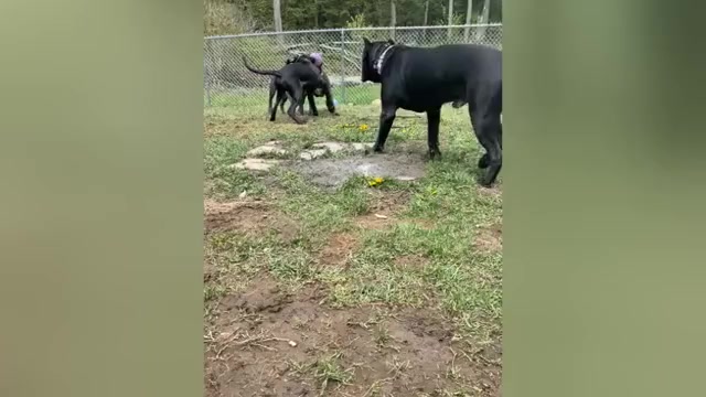 Video preview image #2 Cane Corso Puppy For Sale in STRATFORD, NY, USA