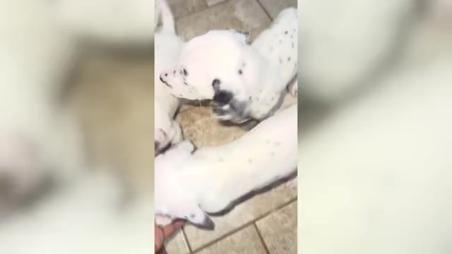 Video preview image #1 Dalmatian Puppy For Sale in DECATUR, GA, USA