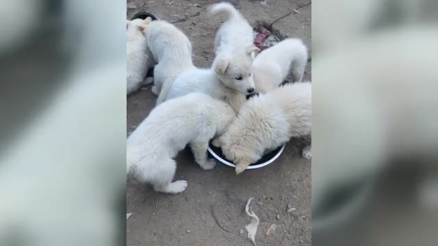 Video preview image #2 Swiss Shepherd-Timber Wolf Mix Puppy For Sale in MAD RIVER, CA, USA