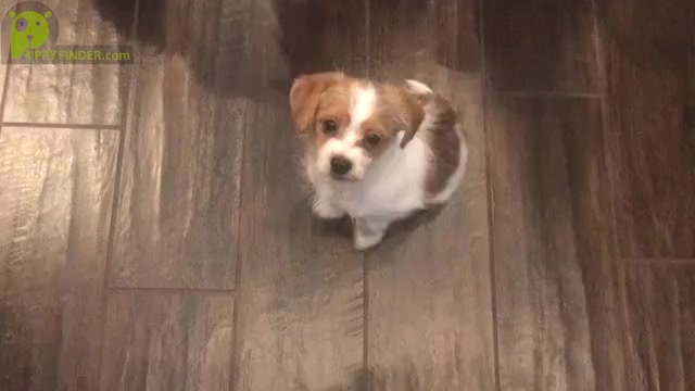 Video preview image #4 Morkie Puppy For Sale in LAS VEGAS, NV, USA