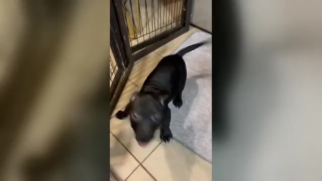 Video preview image #1 American Bully Puppy For Sale in SEVERN, MD, USA