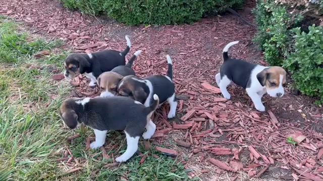 Video preview image #4 Beagle Puppy For Sale in DURHAM, KS, USA