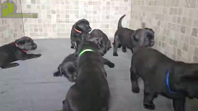 Video preview image #3 Labrador Retriever Puppy For Sale in JACKSONVILLE, NC, USA