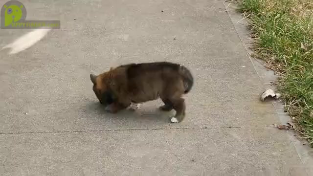 Video preview image #1 Shiba Inu Puppy For Sale in THREE RIVERS, MI, USA