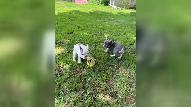 Video preview image #1 French Bulldog Puppy For Sale in HONEY BROOK, PA, USA