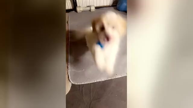 Video preview image #11 Maltipoo (Miniature) Puppy For Sale in HIGH POINT, NC, USA