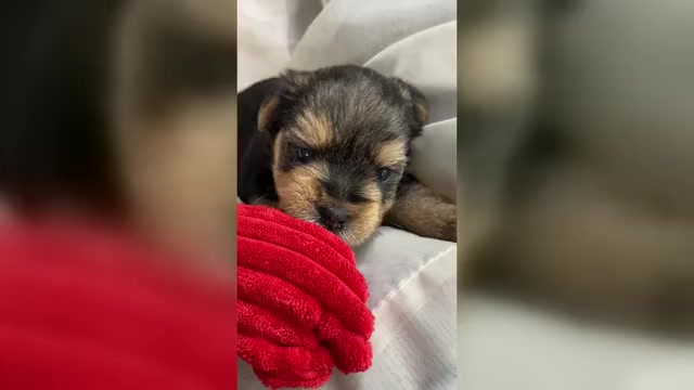 Video preview image #1 Yorkshire Terrier Puppy For Sale in ROCK HILL, SC, USA