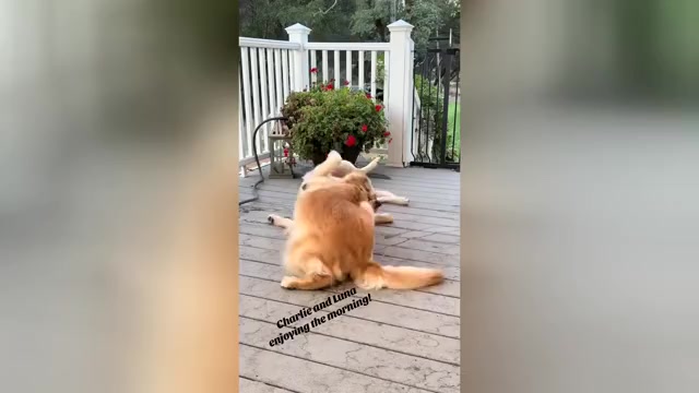 Video preview image #1  Breeder Profile in CLOVERDALE, CA, USA