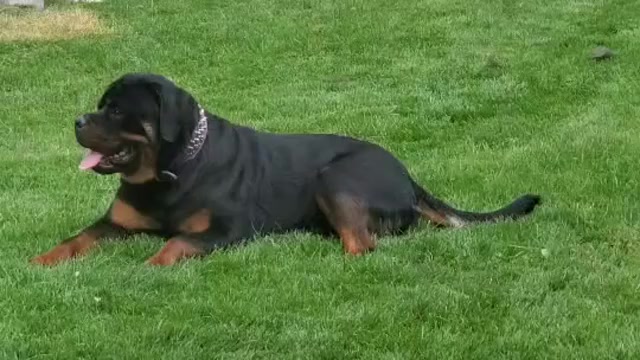 Video preview image #2  Breeder Profile in GREEN SPRINGS, OH, USA