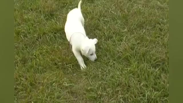 Video preview image #1 German Shepherd Dog Puppy For Sale in PIEDMONT, MO, USA