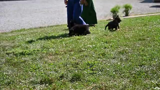 Video preview image #1 German Shepherd Dog Puppy For Sale in MILLERSBURG, OH, USA