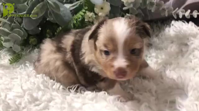 Video preview image #1 Miniature Australian Shepherd Puppy For Sale in HOWE, OK, USA