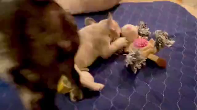 Video preview image #1 French Bulldog Puppy For Sale in PHILADELPHIA, PA, USA