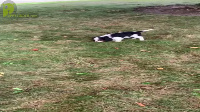 Video preview image #12 Cavalier King Charles Spaniel Puppy For Sale in WARSAW, IN, USA