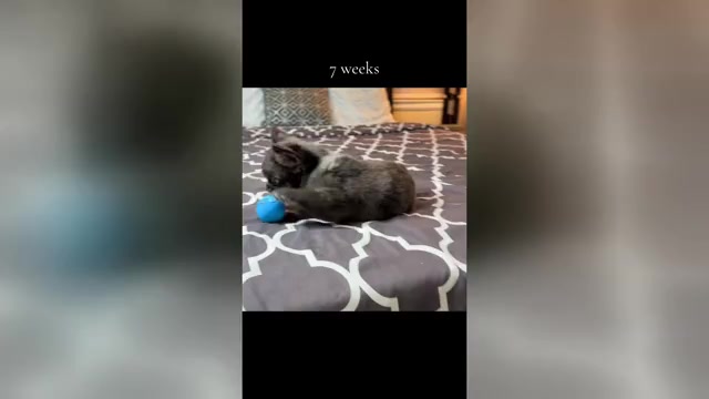 Video preview image #1 French Bulldog Puppy For Sale in PALMDALE, CA, USA