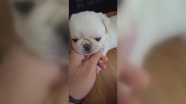 Video preview image #3 Pug Puppy For Sale in NEW IPSWICH, NH, USA