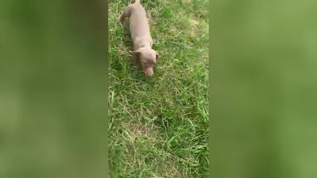 Video preview image #1 Dachshund Puppy For Sale in WARSAW, IN, USA