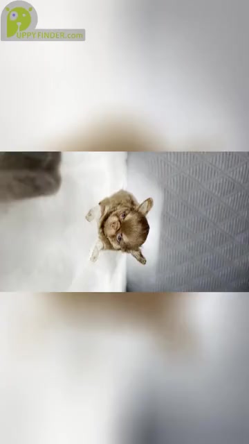 Video preview image #1  Breeder Profile in SAN JOSE, CA, USA
