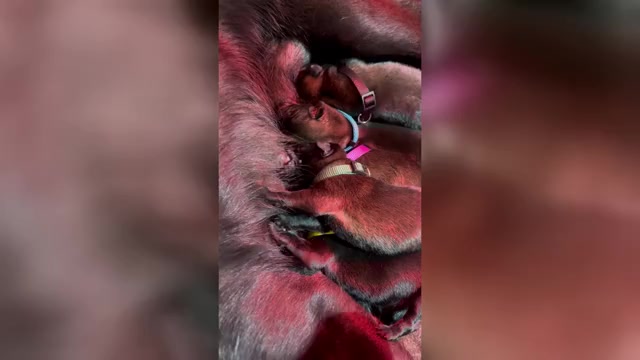 Video preview image #1 Belgian Malinois Puppy For Sale in MENASHA, WI, USA