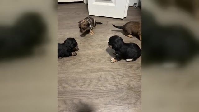 Video preview image #2 Chiweenie Puppy For Sale in ROANOKE, VA, USA