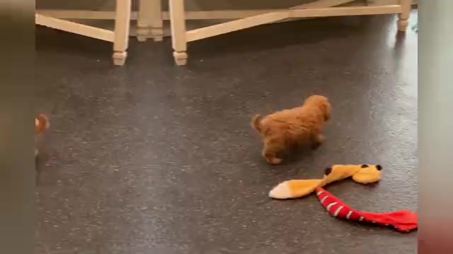 Video preview image #1 Maltipoo Puppy For Sale in WARSAW, IN, USA