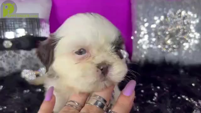 Video preview image #2 Shih Tzu Puppy For Sale in HAYWARD, CA, USA
