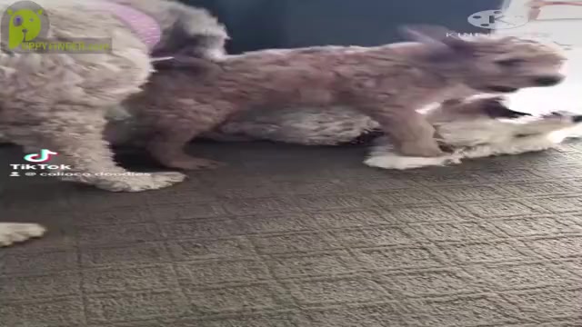 Video preview image #13  Breeder Profile in Okotoks, Alberta, Canada