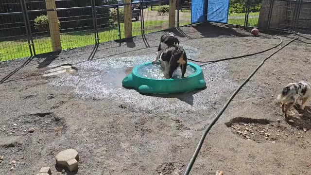 Video preview image #1 Australian Shepherd Puppy For Sale in WESTFIELD, MA, USA