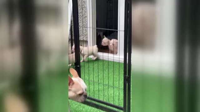 Video preview image #1 Faux Frenchbo Bulldog Puppy For Sale in HOODSPORT, WA, USA