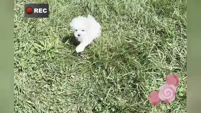 Video preview image #1 Maltese Puppy For Sale in WARSAW, IN, USA