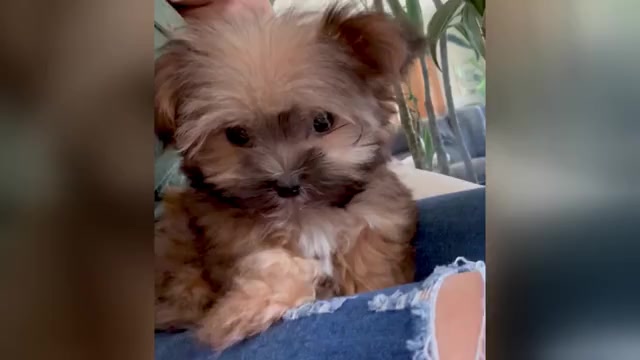 Video preview image #1 Maltipoo Puppy For Sale in SANTA MARIA, CA, USA