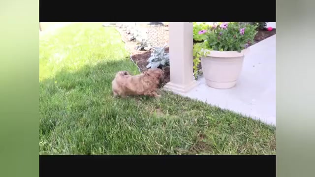 Video preview image #1 ShihPoo Puppy For Sale in CANTON, OH, USA