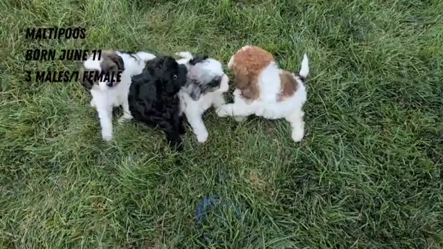Video preview image #1 Maltipoo (Toy) Puppy For Sale in GOSHEN, IN, USA