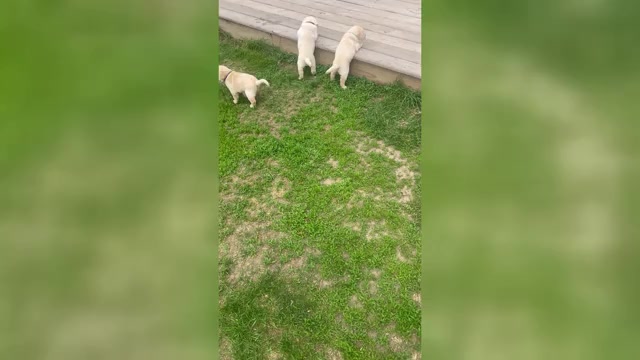 Video preview image #2 Labrador Retriever Puppy For Sale in BIRNAMWOOD, WI, USA