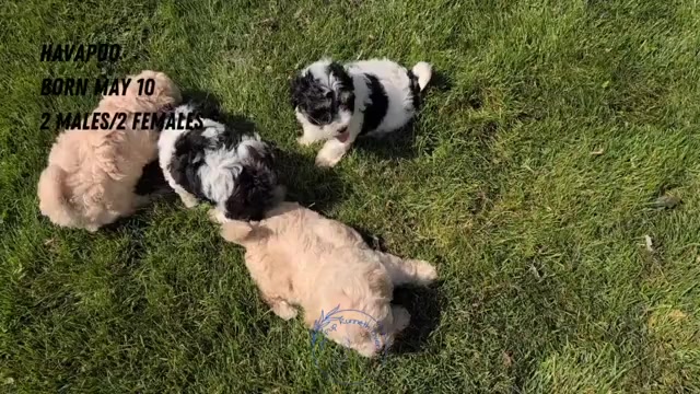 Video preview image #5 Poovanese Puppy For Sale in GOSHEN, IN, USA