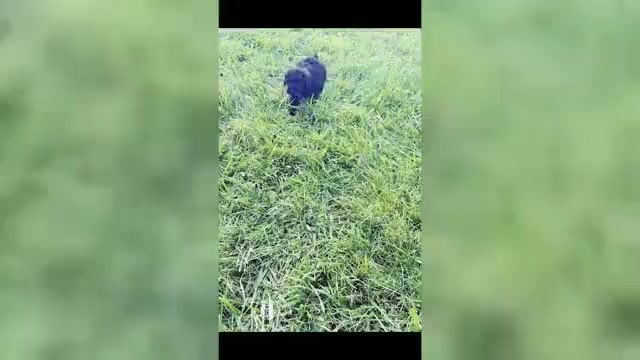 Video preview image #1 Poodle (Toy) Puppy For Sale in WARSAW, IN, USA