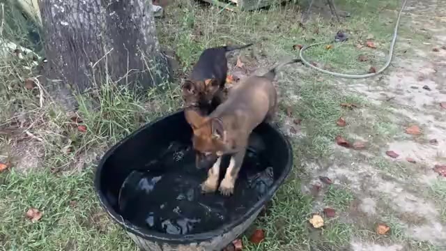 Video preview image #1 German Shepherd Dog Puppy For Sale in PURVIS, MS, USA